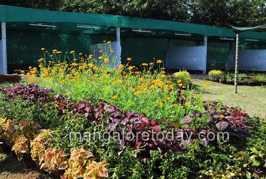 flower show at kadri park 1